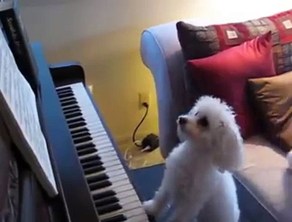 Two cute little dogs playing piano