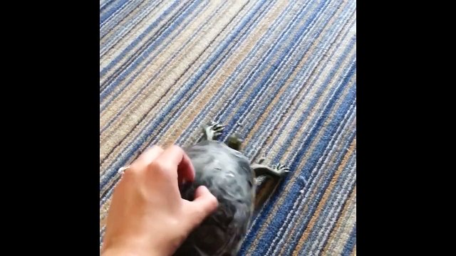 Turtle Shakes when Owner Scratches His Shell
