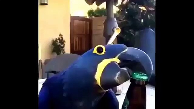 Попугай спешит на помощь