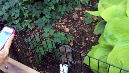 Milkshake Squirrel Steals Shake Shack from NYC Garbage