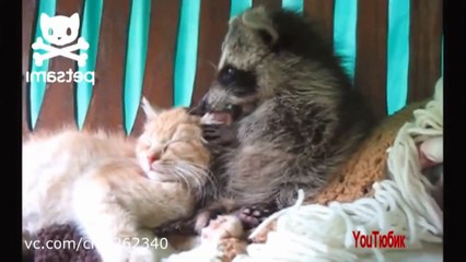 Прикольные еноты