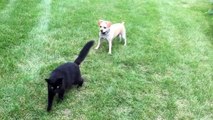 My dog has no idea how to handle cats.