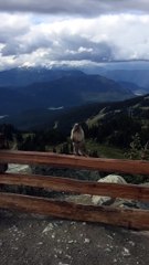 Marmot screaming on Blackcomb Mountain (1)