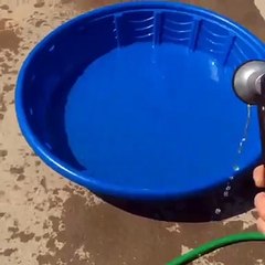 Corgi Pool Party
