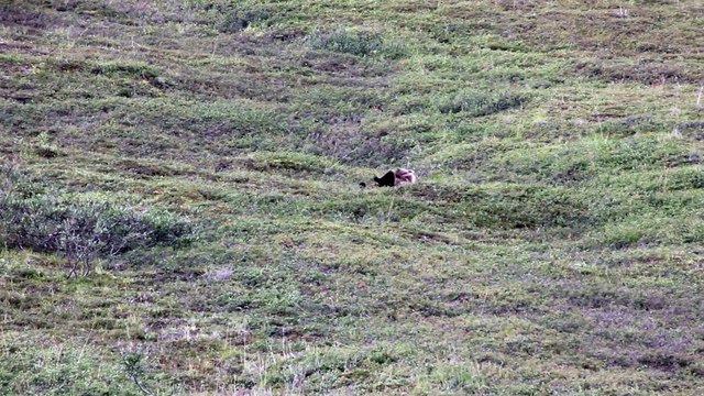 Grizzly Bear rolling down a hill at Denali National Park.