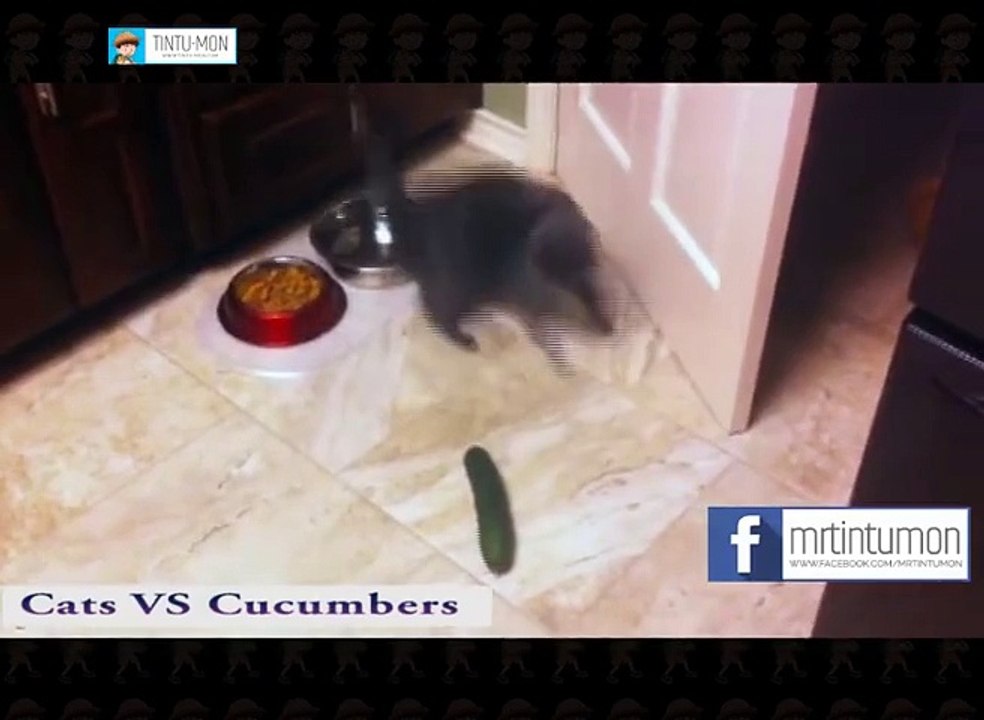 Tintu-Mon - Cats VS Cucumbers _ Facebook