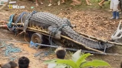 Monster Croc Hunt - National Geographic Documentary