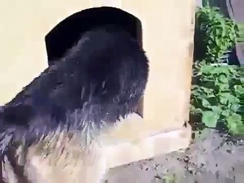 Упрямый пес