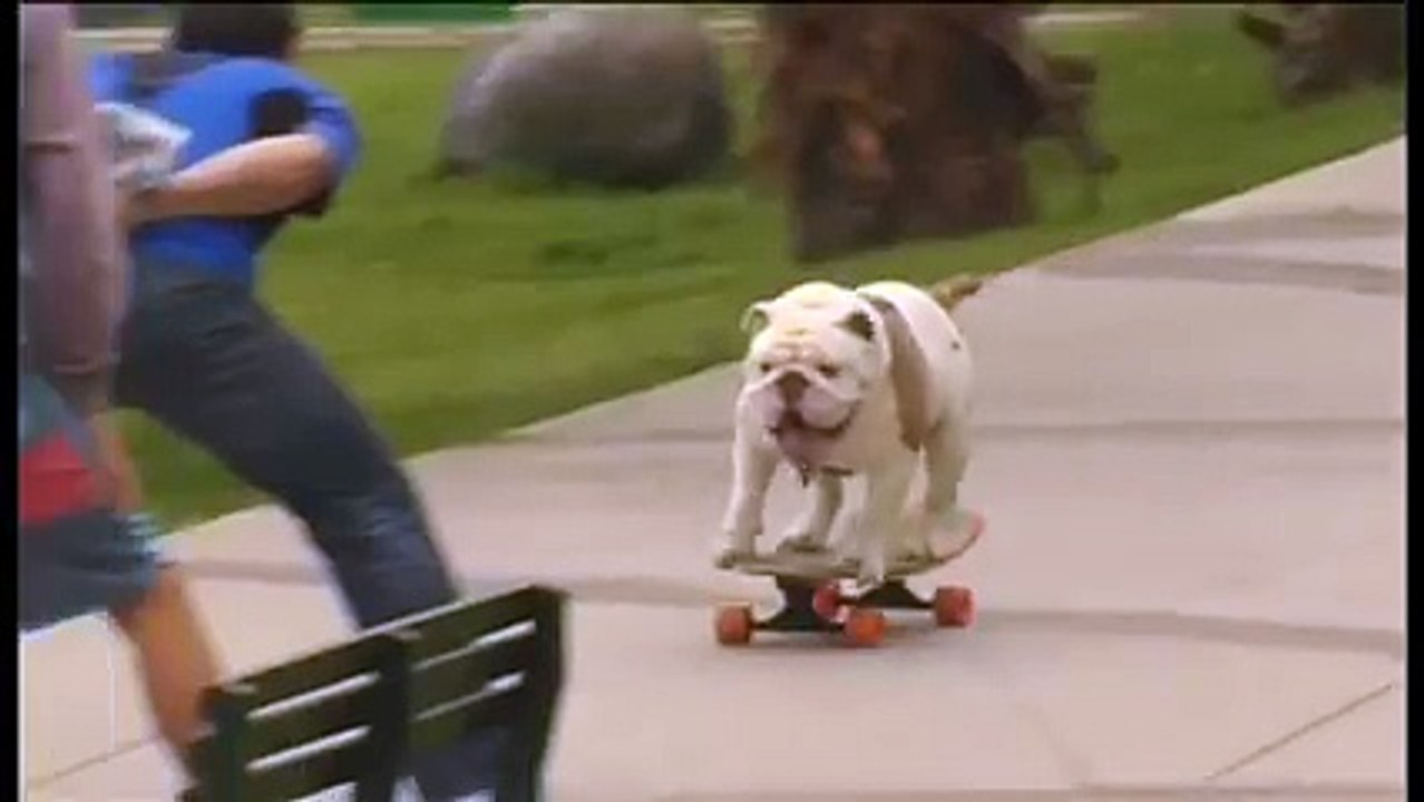 talented dog