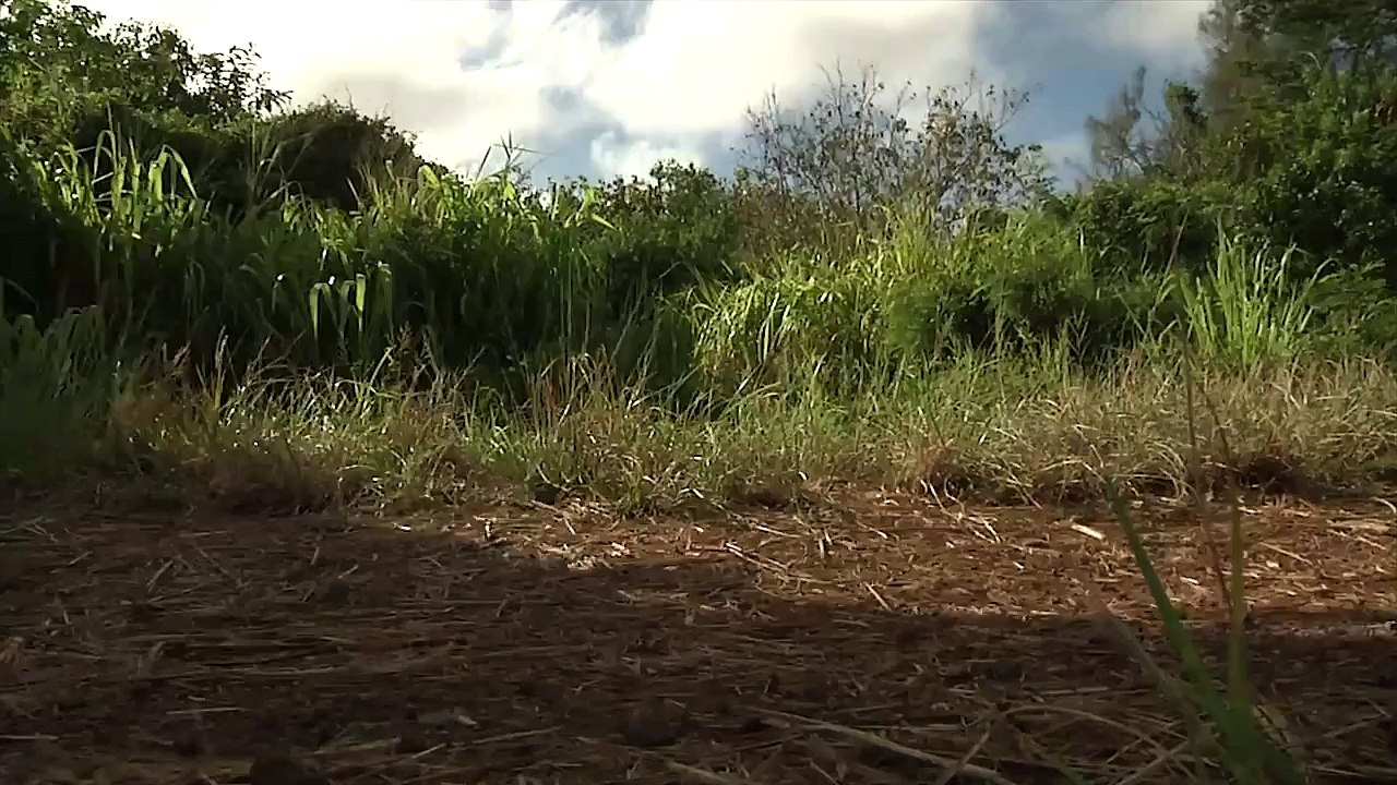 Legged Squad Support System (LS3) RIMPAC 2014