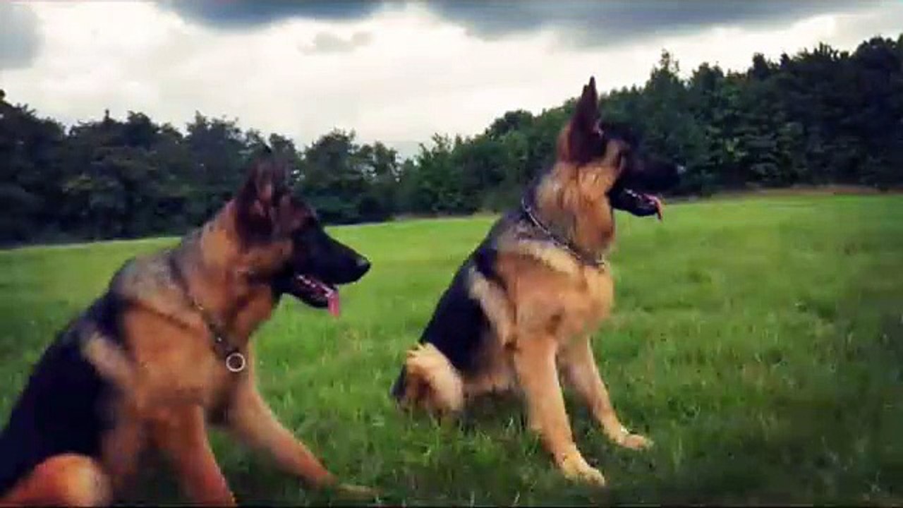 Jehroy et Jazzmine (Bergers Allemands des Collines de l'Artois)