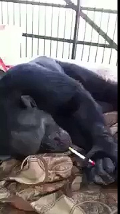 monkey banana