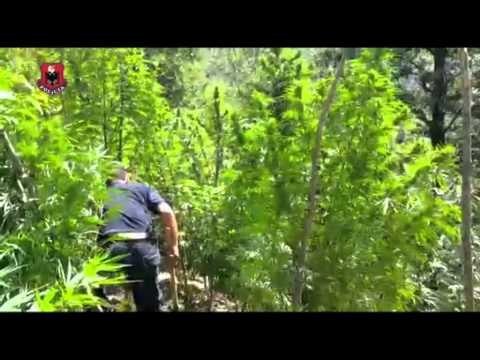 DUKAGJIN,DITA E DYTE E AKSIONIT ANTIKANABIS SHKON NE 20 MIJE NUMRI I BIMEVE TE ASGJESUARA LAJM