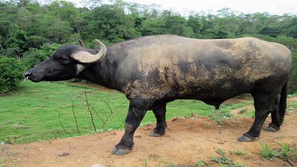Búfalo adestrado em Pingo D'água MG