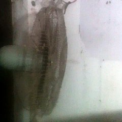 Mobile Capture Nov 30, 2015