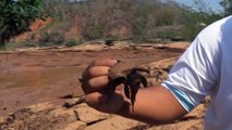 Rio Doce e o desastre de Mariana - Cenas Tristes
