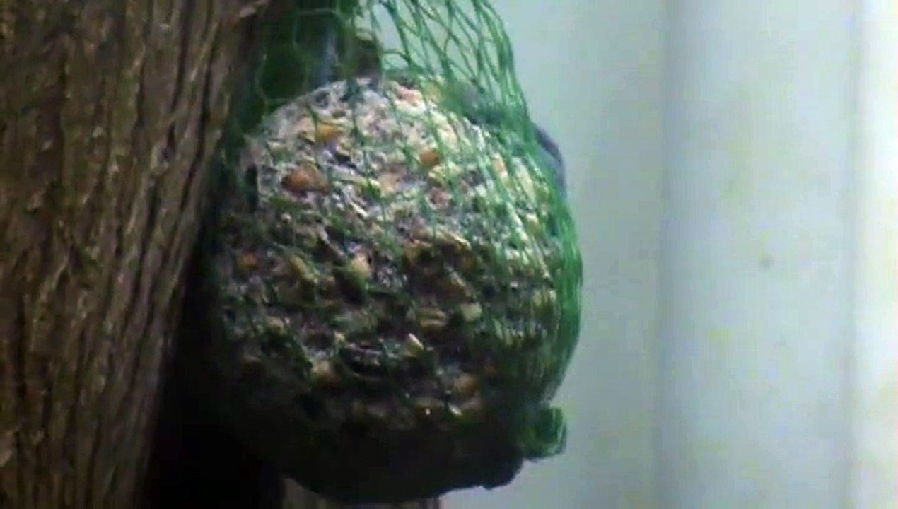 2015-11-30 OISEAUX