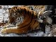 Russian tiger befriends brave goat instead of eating it