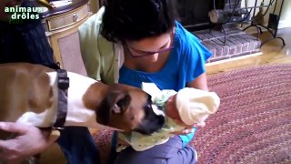 Les chiens sont réunis de nouveau nés première fois [vidéo HD]