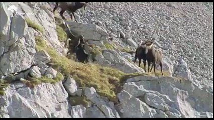 zindgi her kisi ko pyari hoti hai dekheen eagle r hiran k darmian zindgi ki jang