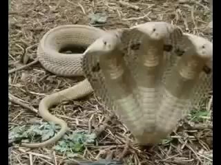 snack having 5 heads