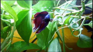 Most Exotic Betta Fishes | Japanese Fighting Fish