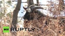 Un tigre de Sibérie se lie d'amitié avec une chèvre qu'il devait manger