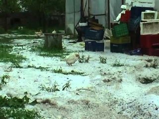 RESHJE TE MEDHA BRESHERI NE ZONAT E KORÇES,DEMTIME TE MEDHA NE BUJQESI LAJM