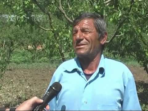 FERMERET E ZONAVE TE BELSHIT DHE KORÇES DEME TE MEDHA NE BUJQESI NGA BRESHERI LAJM