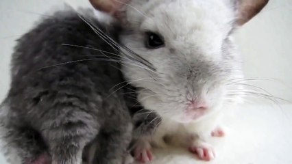 Милые шиншиллы  Мама и детки