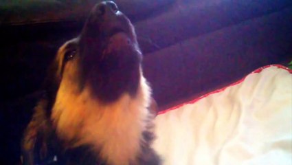 Милые щенки учатся выть