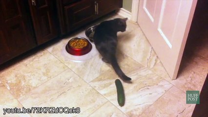 Buzz : Quand les chats ont peur... des concombres !