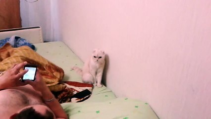 Кот патриот России