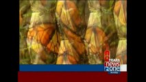 Monarch butterflies make annual migration to Mexico