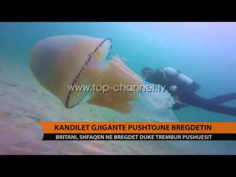 Kandilët gjigandë pushtojnë bregdetin - Top Channel Albania - News - Lajme