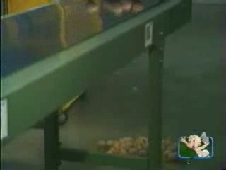 Oeuf oeuf oeuf