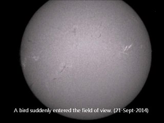 A bird suddenly entered the field of view. (21-Sept-2014)