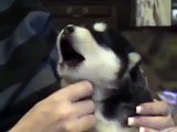 Funny dog videos alaskan malamute puppy howling in front of this mom