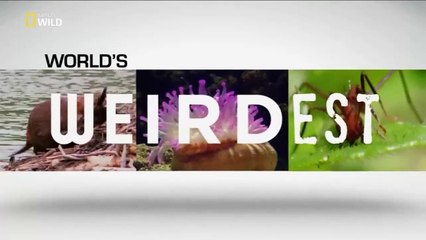 Sıra Dışı Canlılar-Hayatta Kalanlar-1