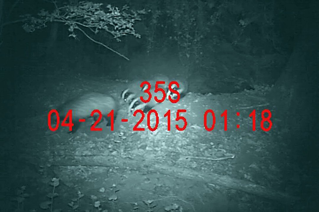 Blaireau femelle et jeunes