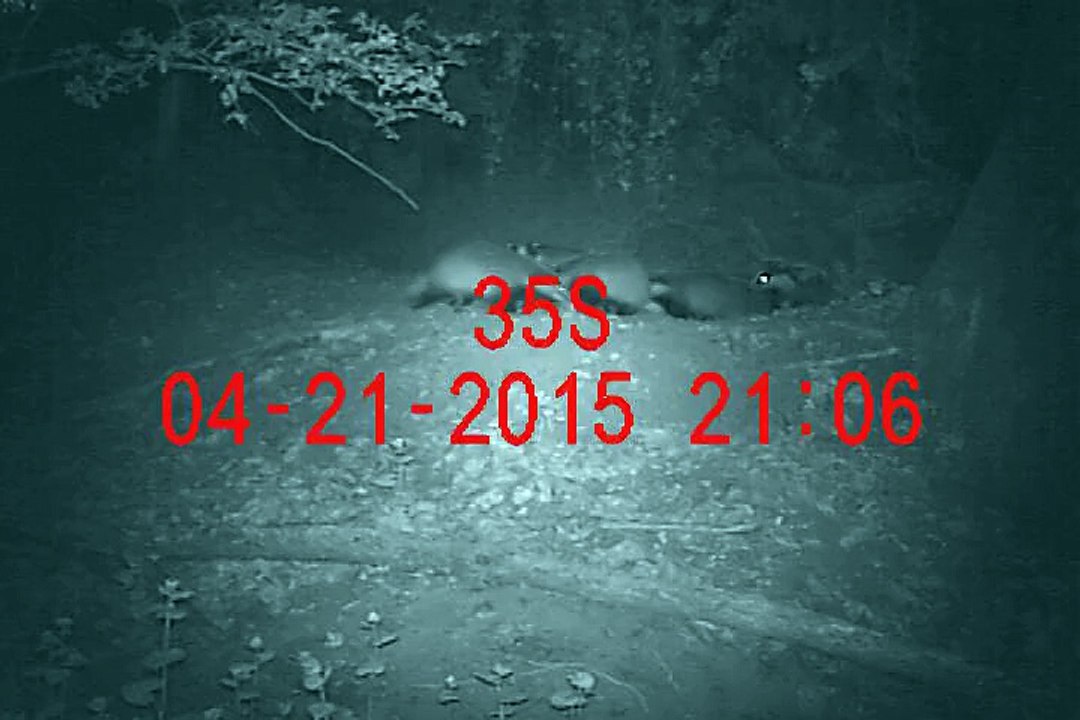 Réunion de 11 blaireaux