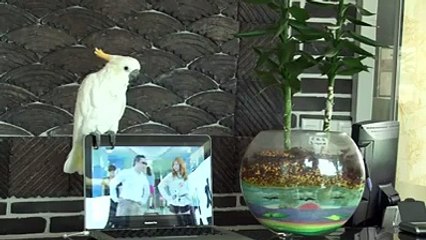 Amazing Parrot singing Gangnam style - Watch & Enjoy