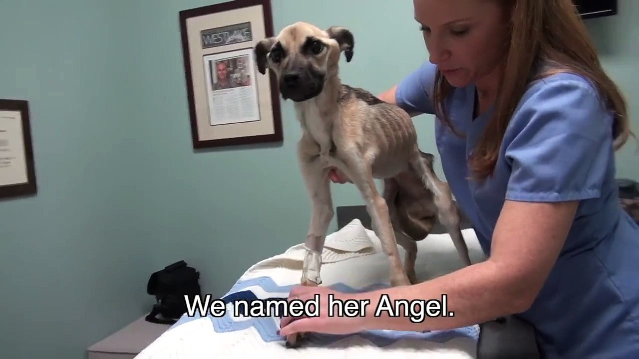 Angel, une petite chienne volontairement affamée sauvée par une association