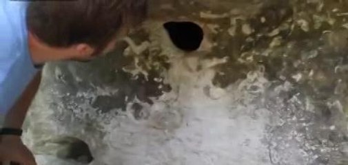 Father shows children spiders nest