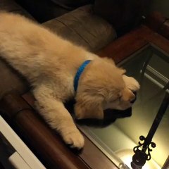This puppy fell asleep before reaching his bed.