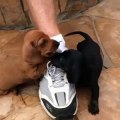 Puppies helping daddy to take off his shoes...