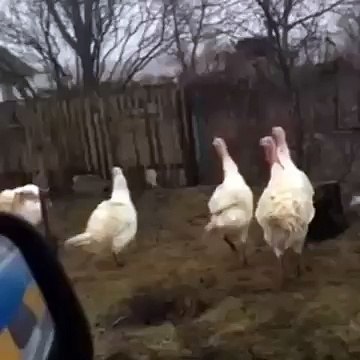 Слава Украине. прикол!