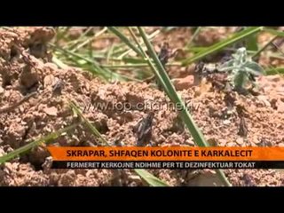 Skrapar, shfaqen kolonitë e karkalecit - Top Channel Albania - News - Lajme