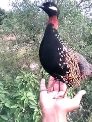 black teetre .kala teetre i speaking grat voice ,.great video