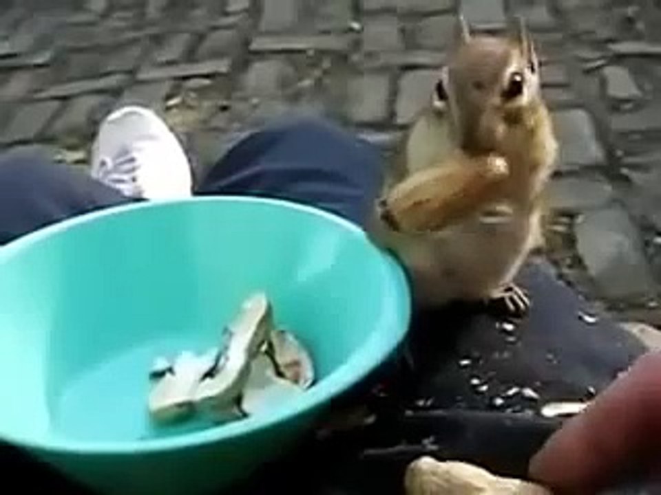 The most greedy chipmunk